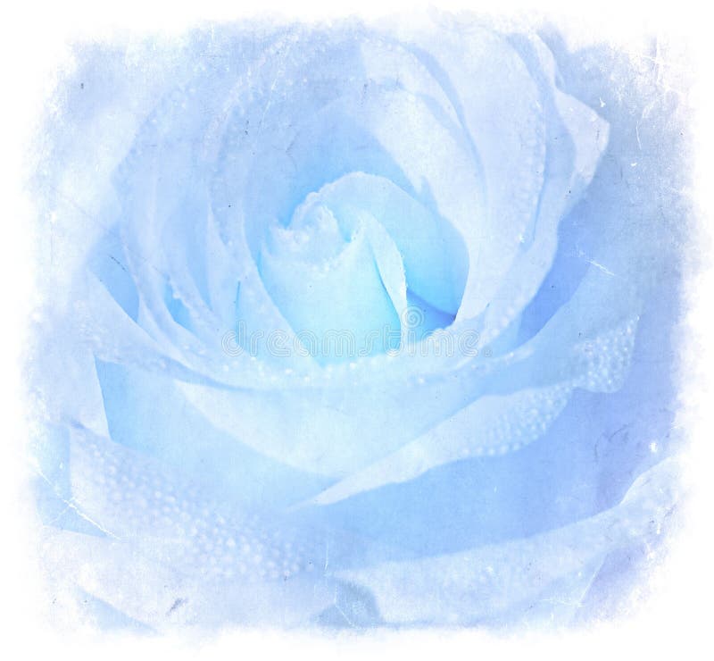 Blue Grunge Background With Rose