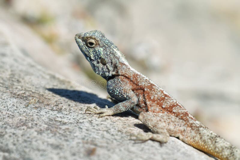 Blue-headed agama lizard royalty free stock photography