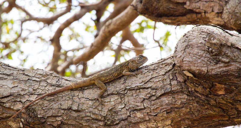 Blue-headed Agama resting on a tree stock image Blue-headed Agama resting on a tree stock image