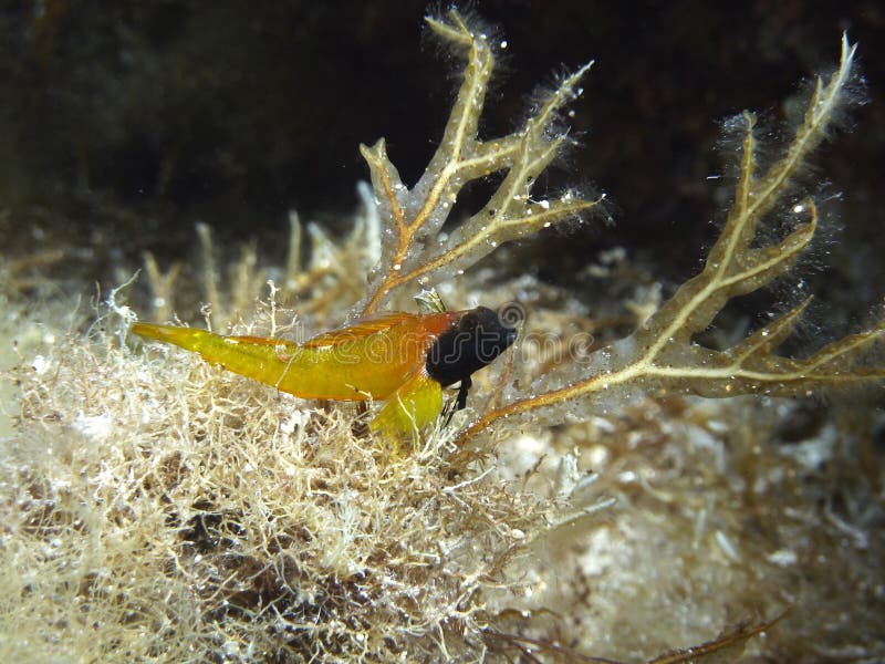 Blue headed Blenny stock photography