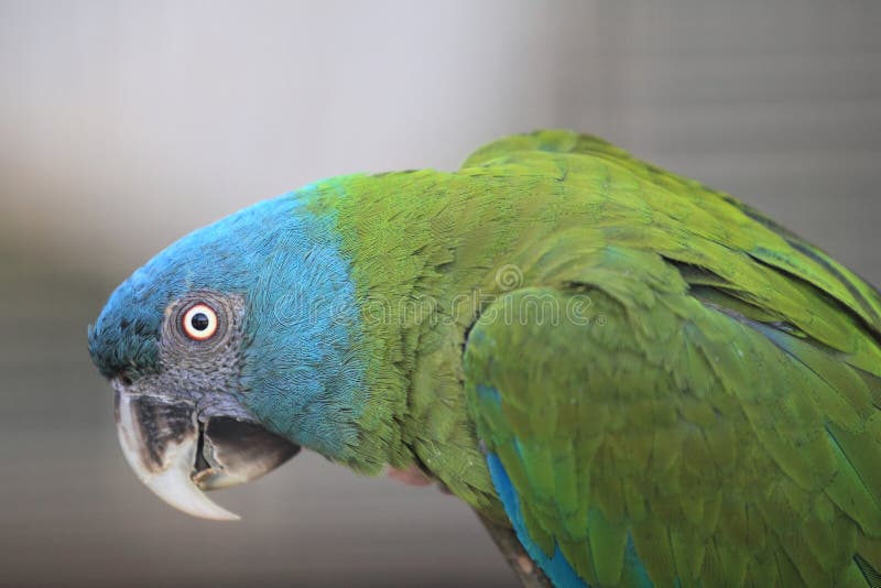 Blue headed macaw stock images