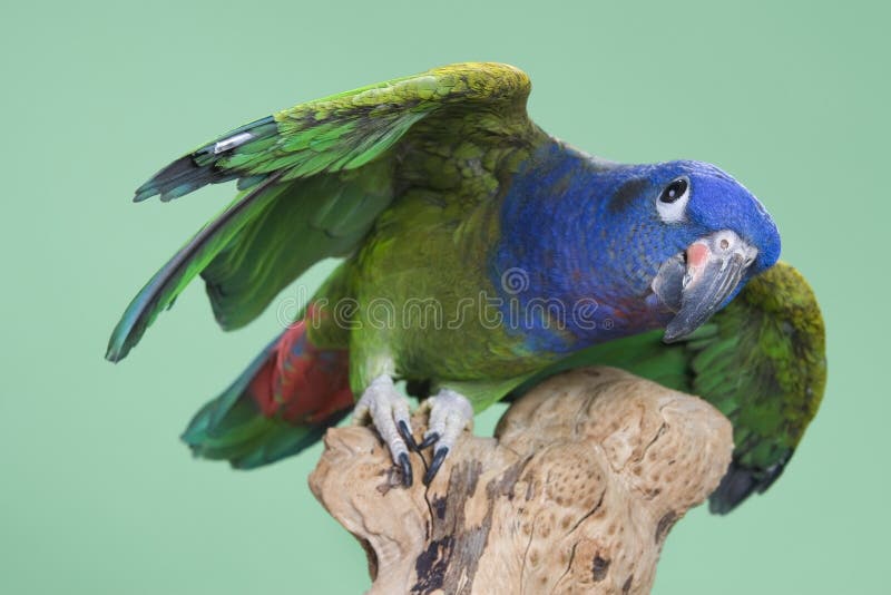 Blue Headed Pionus stock photos