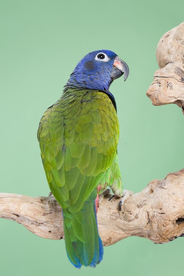 Blue-headed Pionus stock photography