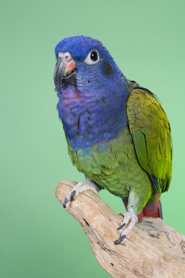 Blue Headed Pionus royalty free stock photography
