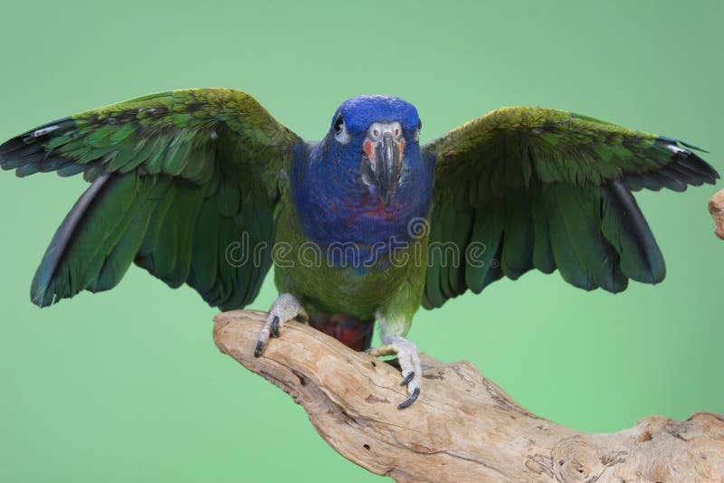 Blue Headed Pionus royalty free stock image