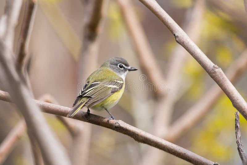 Blue-headed Vireo stock photo