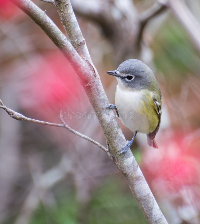 Blue-headed Vireo(Vireo solitarius) stock photo