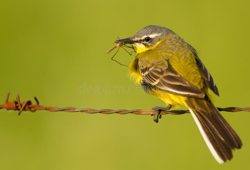 Blue-headed Wagtail stock photography