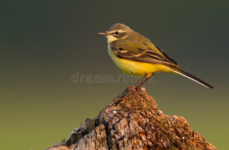 Blue-headed Wagtail royalty free stock photography