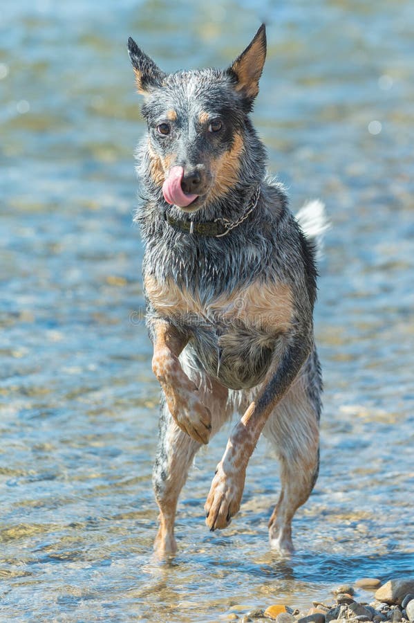 Heeler Swimming Stock Photos Free & RoyaltyFree Stock Photos from