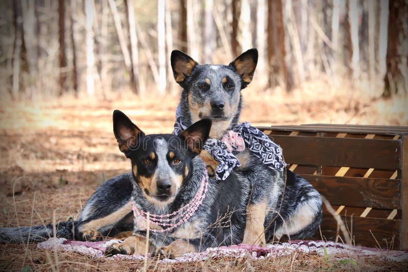 Blue Heeler dogs stock image. Image of together, blue - 268239577