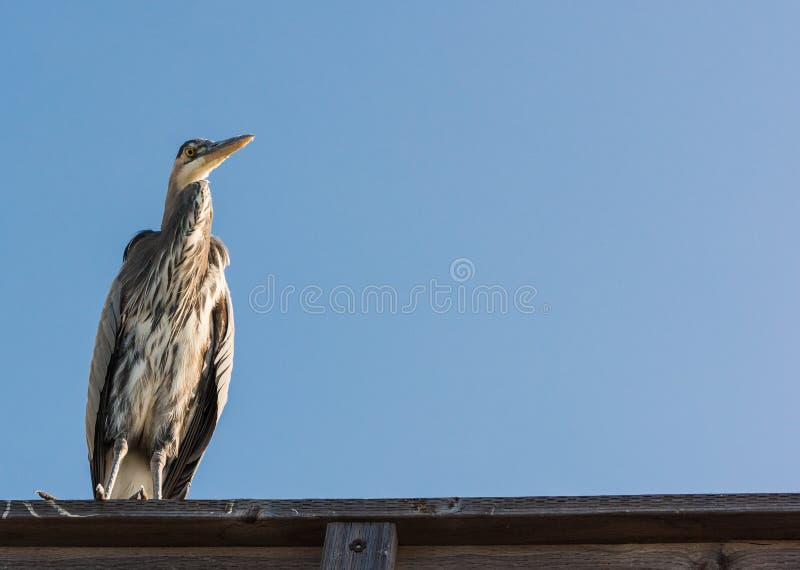 Great Blue Heron Bird Close Up perched at the Pier with Copy Space