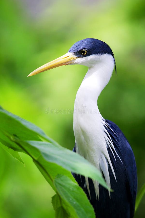 Blue Heron Egret