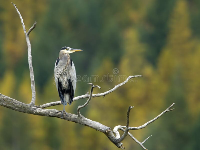 Blue heron perched on branch.