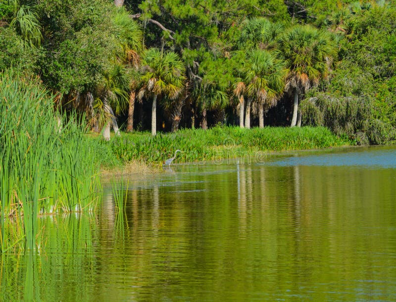 A Blue Heron wading in the water looking for food at Lake Seminole Park in Seminole, Florida.