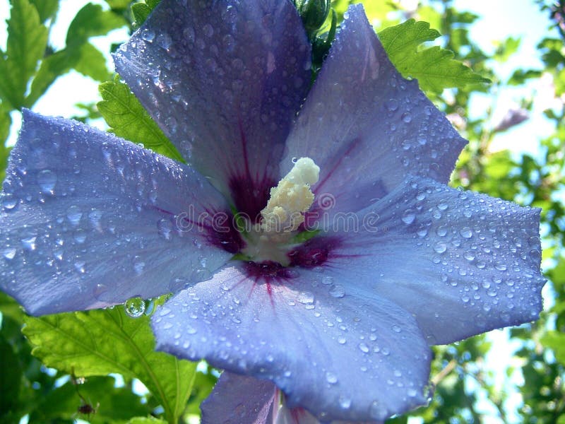 Blue Hibiscus Flower Hair Garland - wide 4