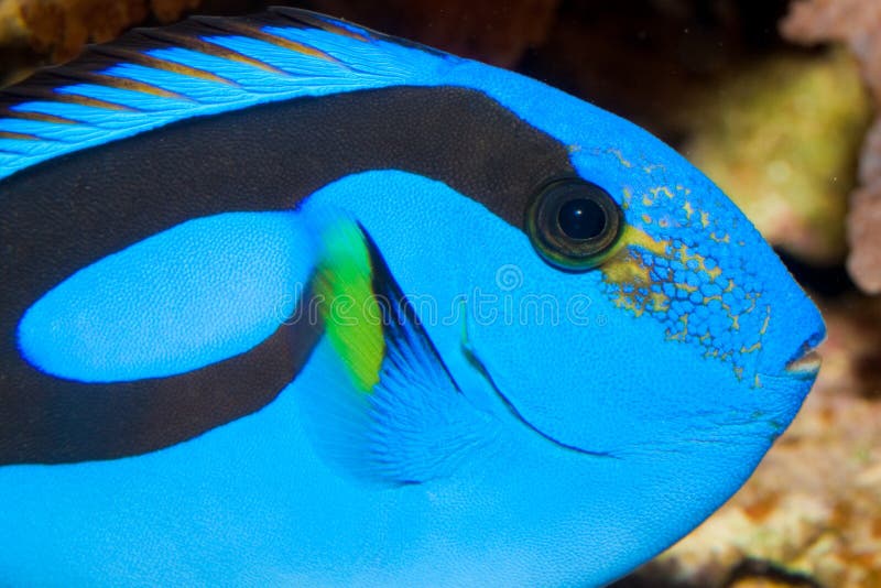 Blue Hippo Tang Portrait in Aquarium Stock Image Image of hepatus