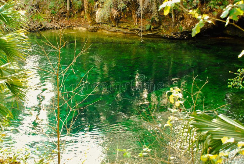 Blue Hole Springs Park in Florida Ichetucknee Park by Orlando Stock Image Image of manatee