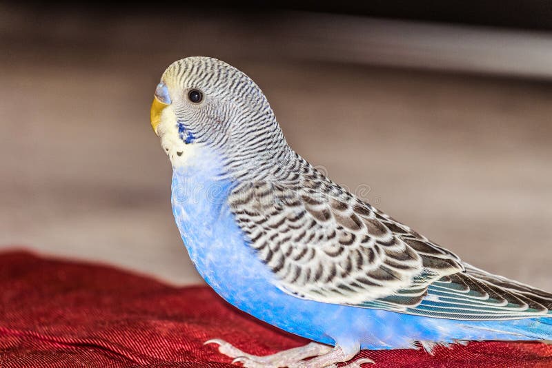 Blue budgie stock photo. Image of parakeet, shot, animal 25794454