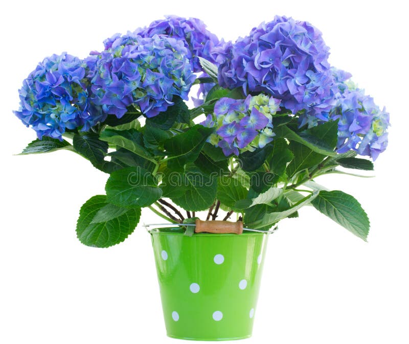 Blue hortensia flowers