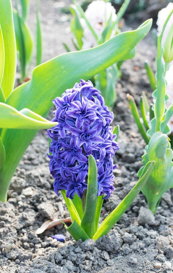 Blue Hyacinth Flower Hyacinthus Or Hyacinths Flower 库存图片 图片包括有开花 紫色 Blue Hyacinth Flower Hyacinthus Or Hyacinths Flower 库存图片 图片包括有开花 紫色