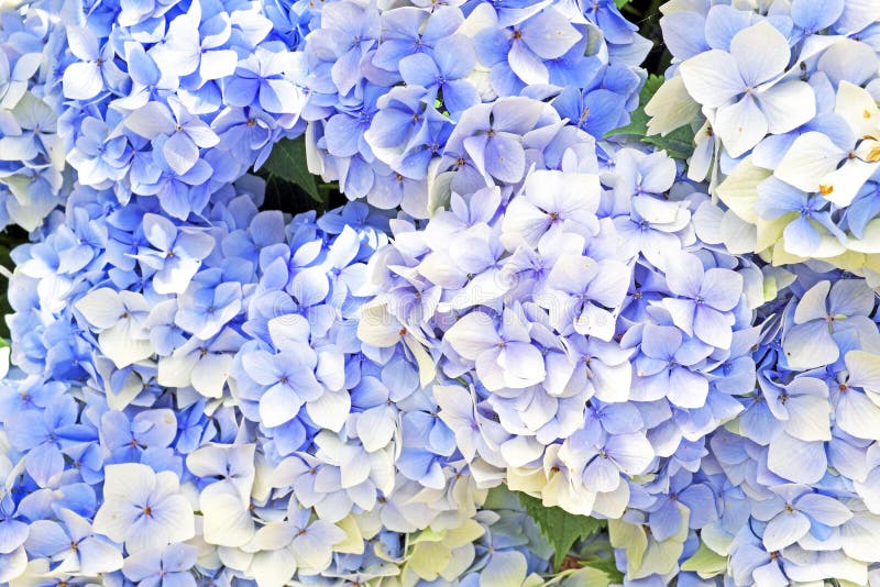 Blue hyacinth flowers stock image