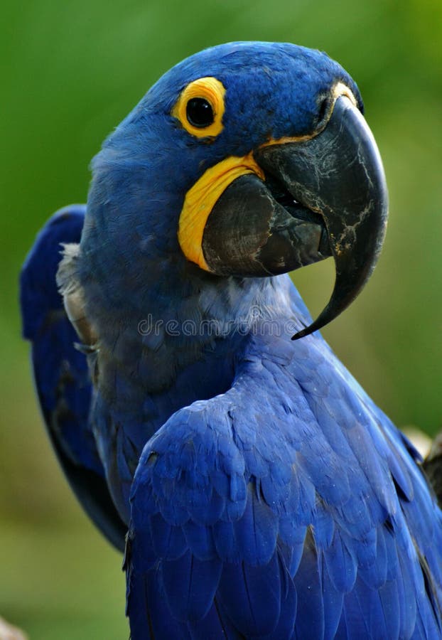 Blue Hyacinth Macaw