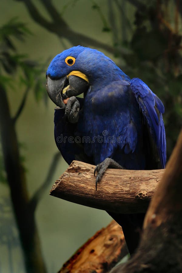 anden fisk og skaldyr Alabama Blue Hyacinth Macaw, Anodorhynchus Hyacinthinus, Perched on Branch, Holding  and Eating Brazil Nut. the Largest Macaw Stock Photo - Image of branch,  birds: 187435000