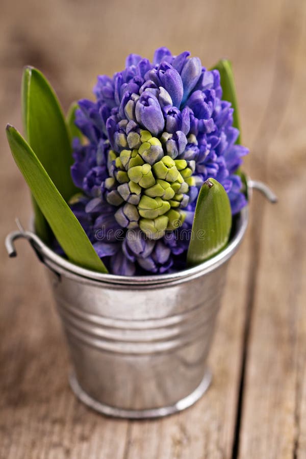 Hyacinth in bucket stock image. Image of delicate, jacinth 49697629