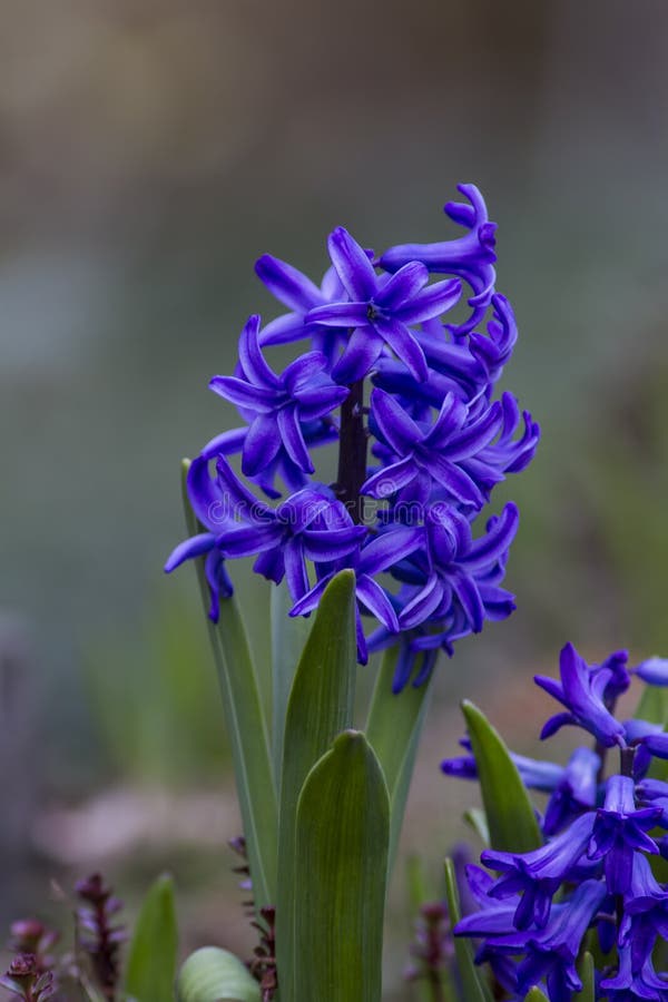 Hyacinths Blooming in the Garden Stock Image Image of flowering, floral 39985381