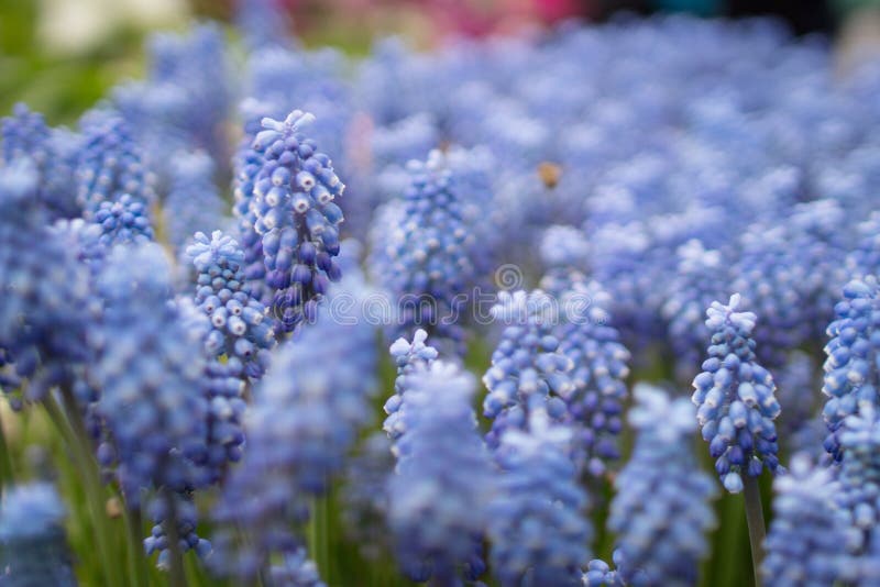 The Blue Hyacinths Isolated at 2017 Stock Image Image of hyacinth, close 89628343