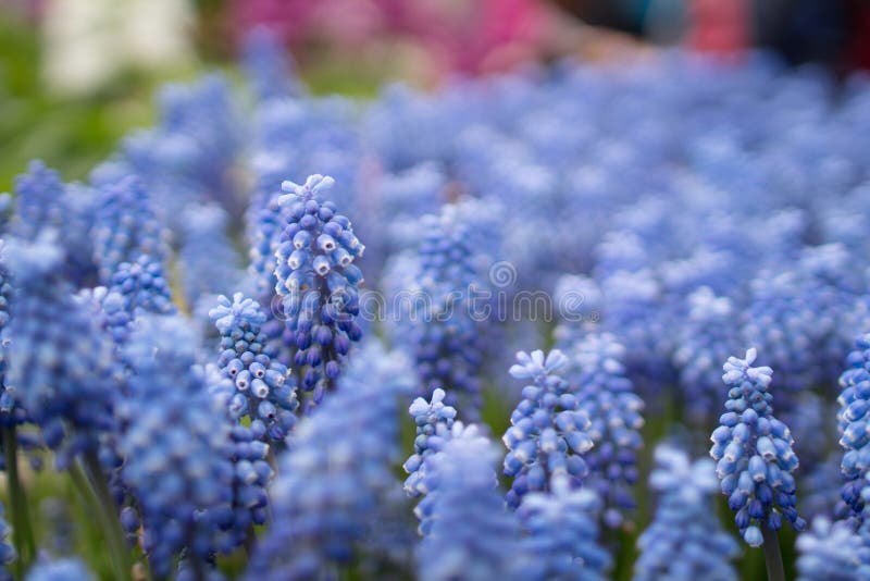 The Blue Hyacinths Isolated at 2017 Stock Photo Image of color