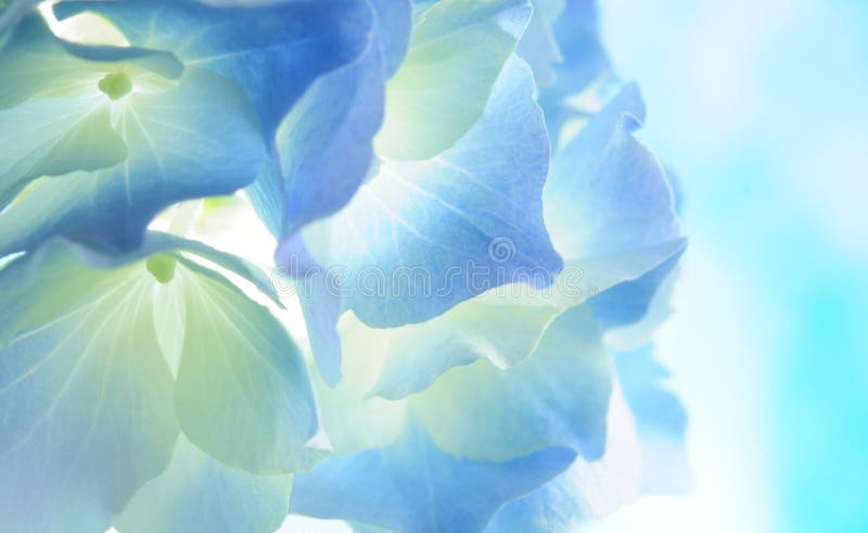 Blue hydrangea