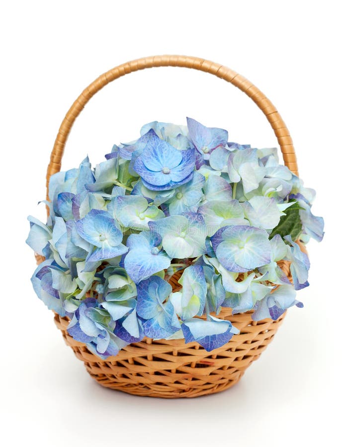 Blue Hydrangea Flowers in a Glass Bowl Fulled with Water Stock Photo
