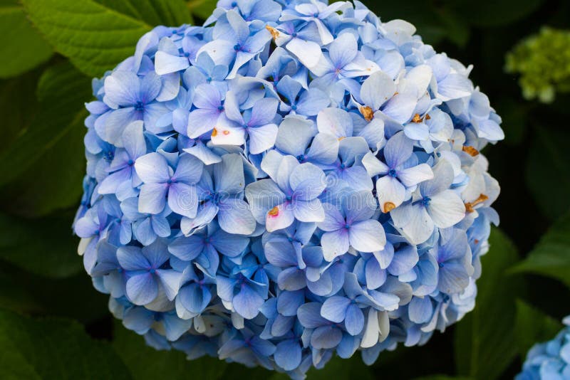 Blue Hydrangea in Bloom in a Garden Stock Image Image of closeup
