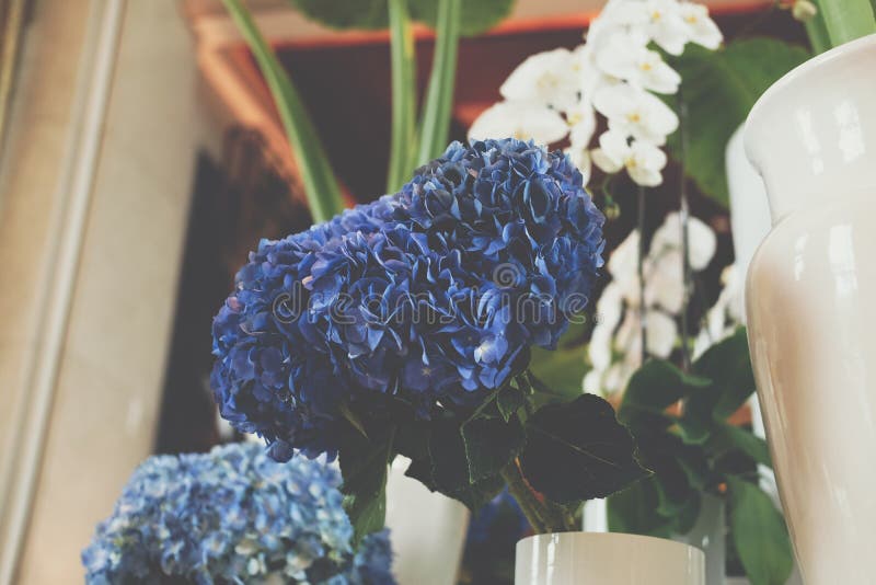 Blue Hydrangea Flower Bouquet Bunch in Vase Stock Photo Image of blue