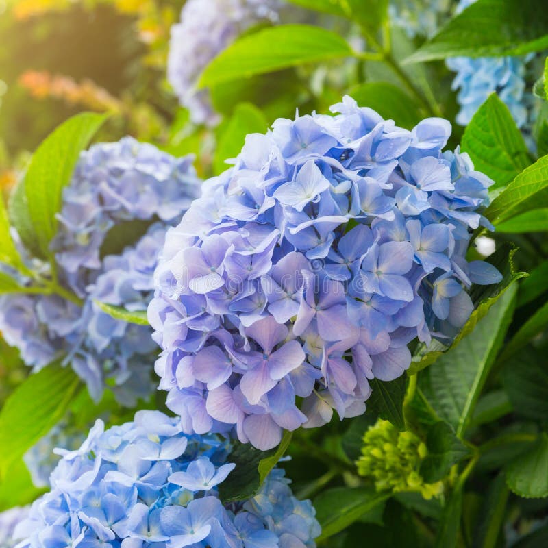 Blue Hydrangea Flower In Japan Stock Image Image of japan, garden 73356427