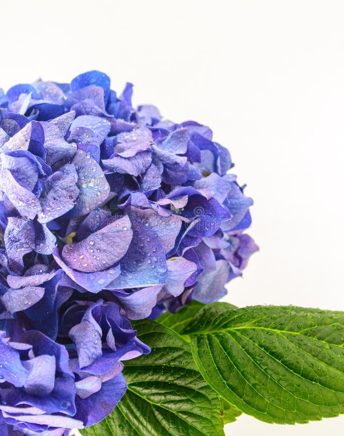 Blue Hydrangea Flower. stock photo. Image of blue, beautiful 26124208
