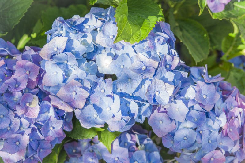 Blue Hydrangea Flowers, Hortensia Flower Stock Image - Image of leaf