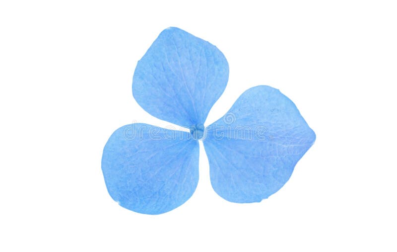 Blue Hydrangea Flowers Isolated Stock Image Image of flowers