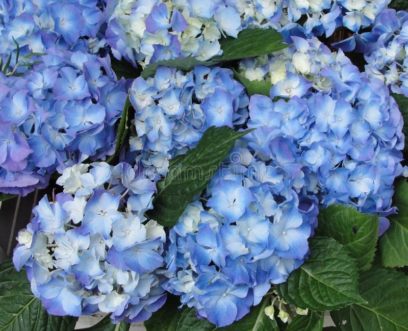 Blue Hydrangea Hortensia Flower in Color Variations Ranging from Light Blue  To Purple Stock Photo - Image of blue, beautiful: 138009426