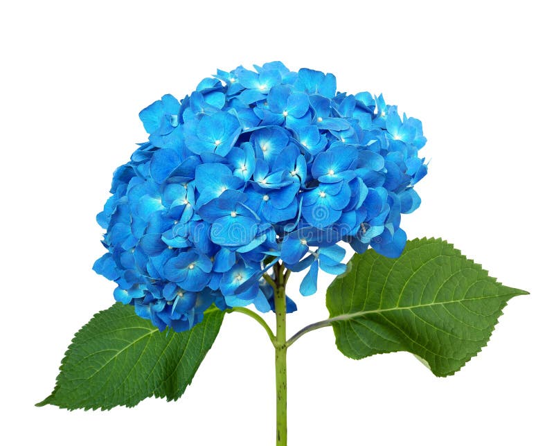 Blue hydrangea isolated stock image. Image of fresh 228633477