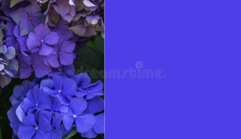 Blue Hydrangea Macrophylla or Hortensia Flower with Variations Color Blue  To Purple. Selective Focus Stock Photo - Image of bloom, blossom: 163383848