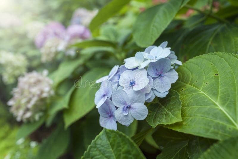 Hoa nở buổi sáng luôn mang lại cảm giác tươi mới và ngọt ngào cho người xem. Với màu xanh lá xen lẫn trong những bông hoa màu xanh nhạt, bức ảnh sẽ mang lại cho bạn những giây phút thư giãn và cảm nhận sự tươi mới của cuộc sống. Hãy khám phá những bí mật đằng sau vẻ đẹp tinh khôi ấy tại Quảng Trường Ảnh.