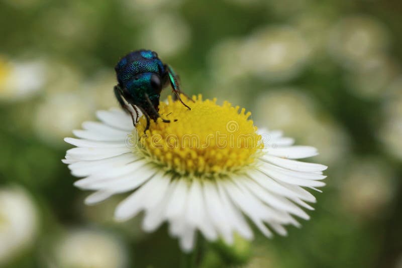 Blue insect sitting on a camomile royalty free stock image Blue insect sitting on a camomile royalty free stock image