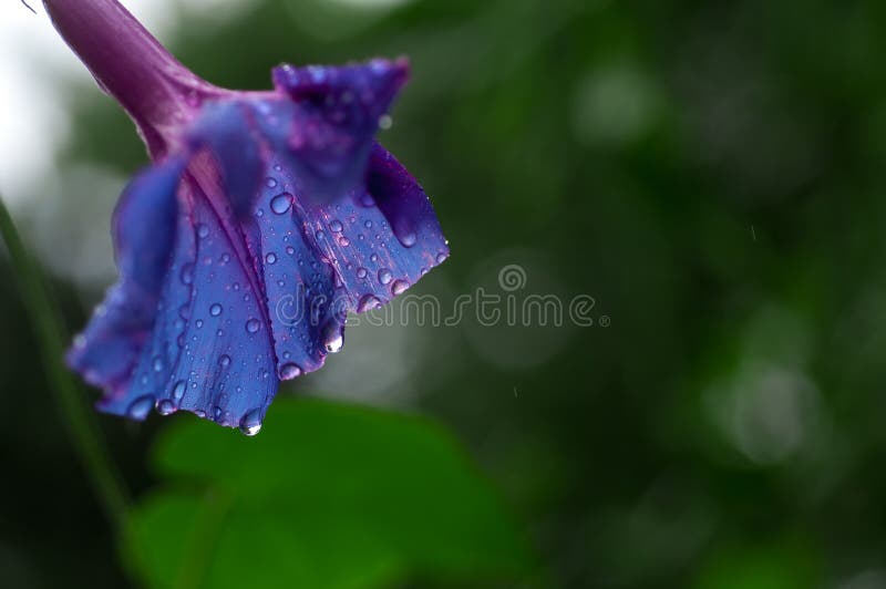 Blue Ipomoea Flower Twisting Creeper Stock Image Image of macro