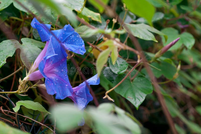 Blue Ipomoea Flower Twisting Creeper Stock Image Image of flora