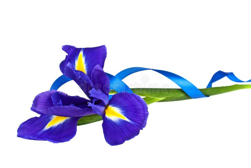 Blue iris or blueflag flower and blue ribbon isolated on white background