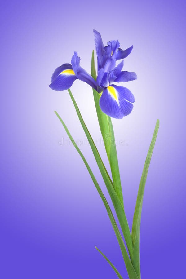 Blue Iris Flower