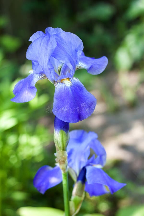 Blue iris flower closeup stock image. Image of flower 40999549
